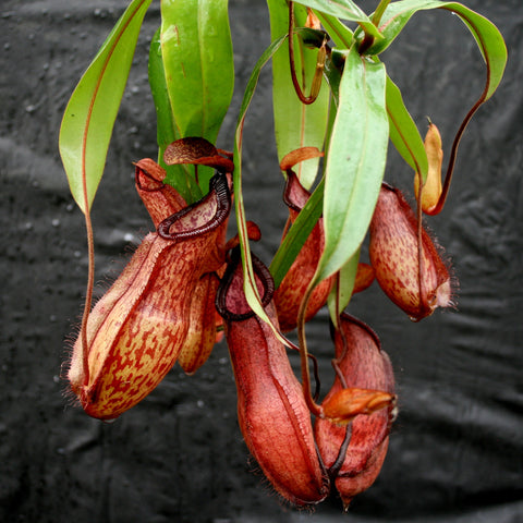 Cluster of Nepenthes thorelii x hamata pitchers with red speckled traps and slender green leaves against a dark background