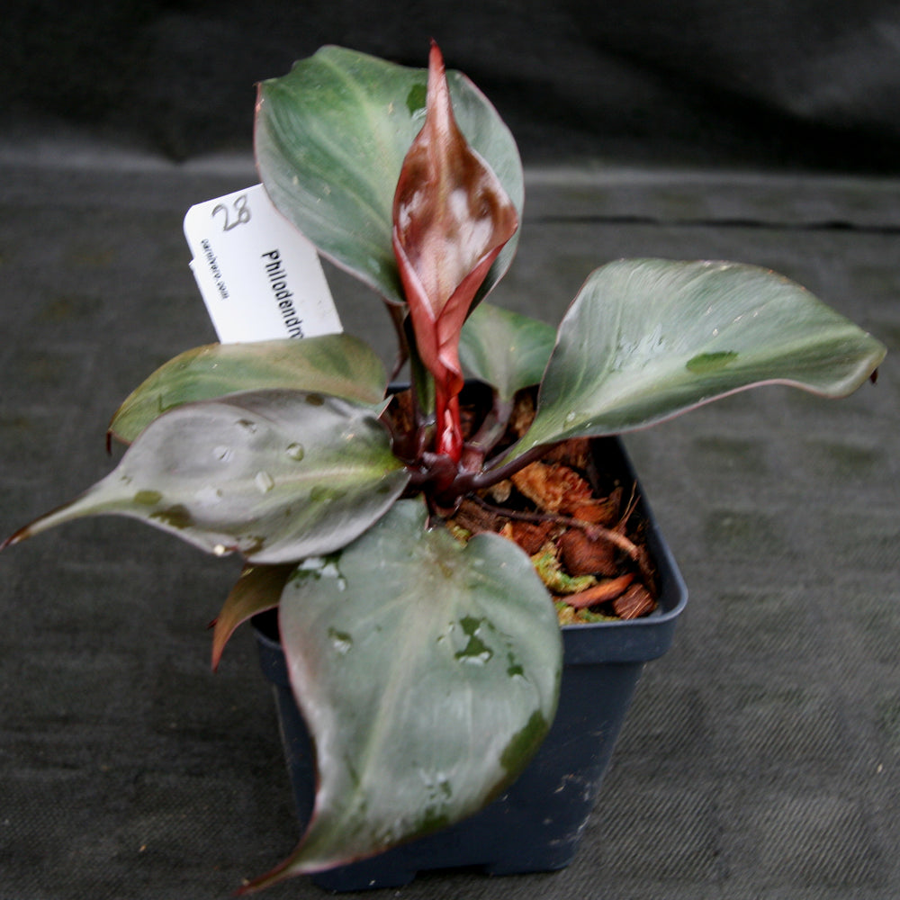 
                      
                        Philodendron Red Heart
                      
                    