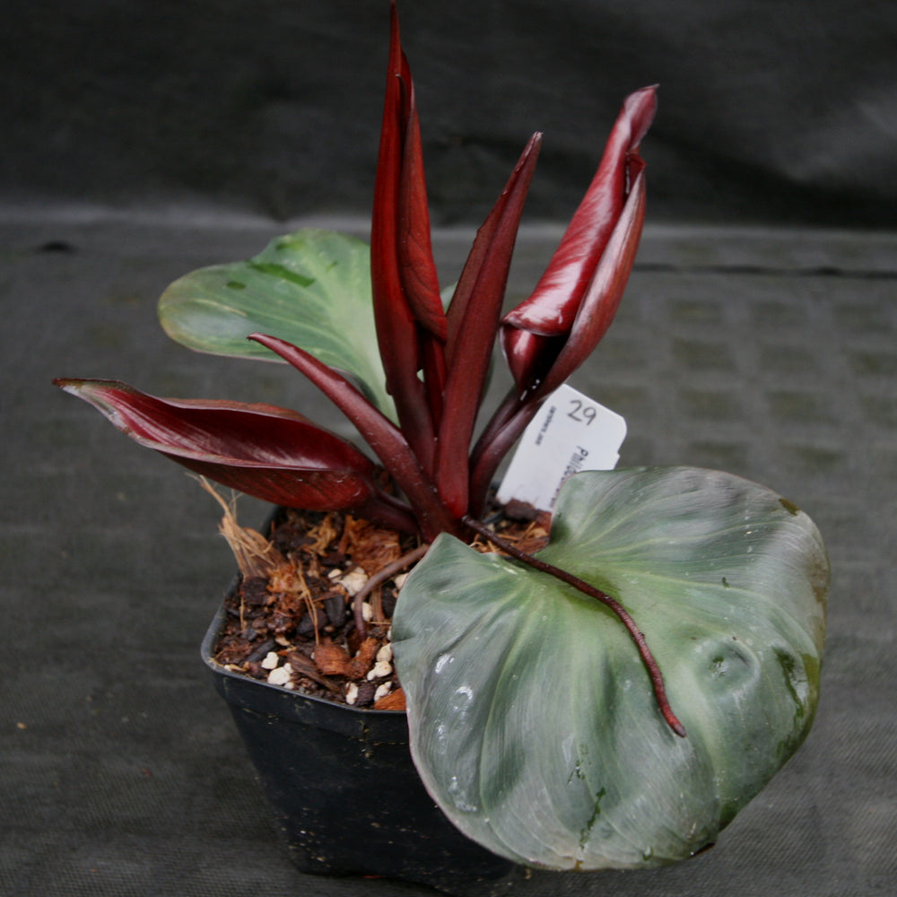 
                      
                        Philodendron Red Heart
                      
                    