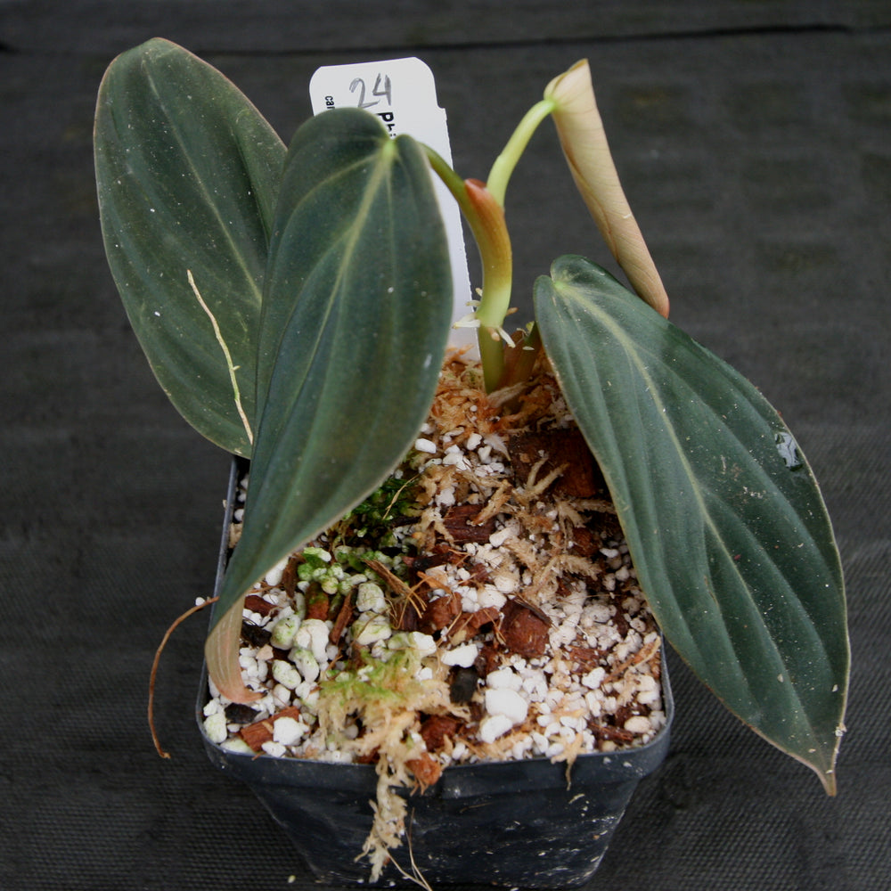 
                      
                        Philodendron gigas
                      
                    