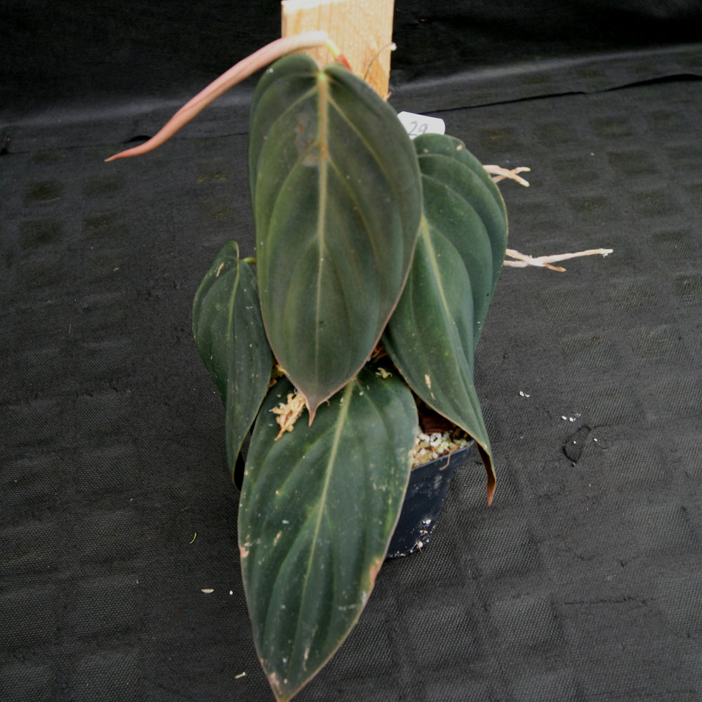 
                      
                        Philodendron gigas
                      
                    