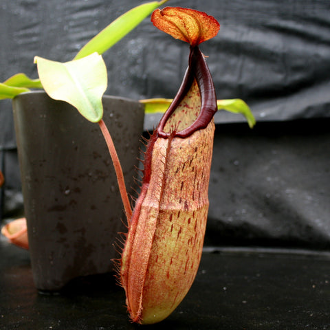 Nepenthes sumudera with a tall red edged mottled pitcher in a dark pot