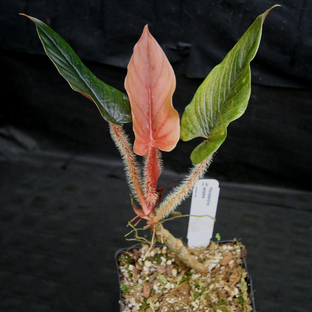 
                      
                        Philodendron serpens
                      
                    