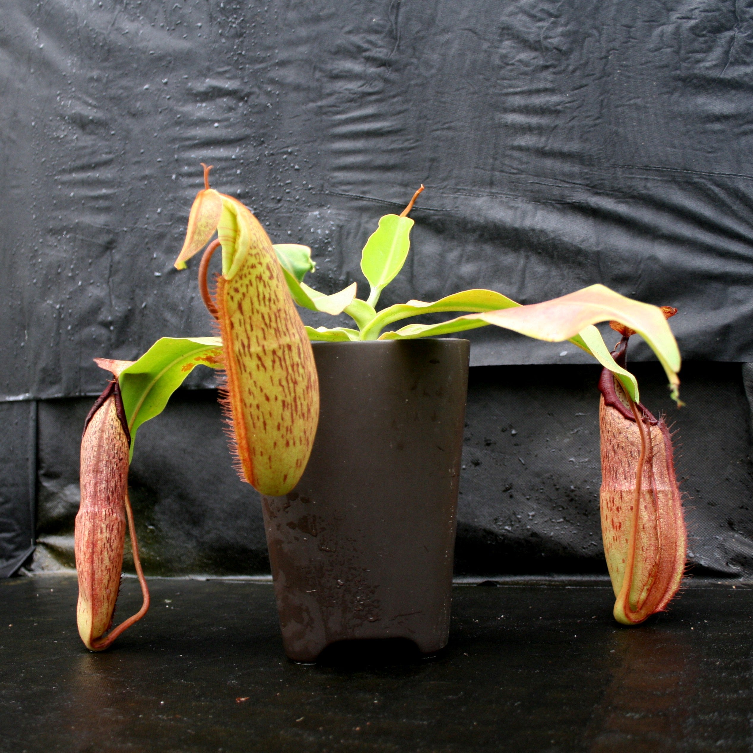 Nepenthes sumudera, BE-3172 – Carnivero