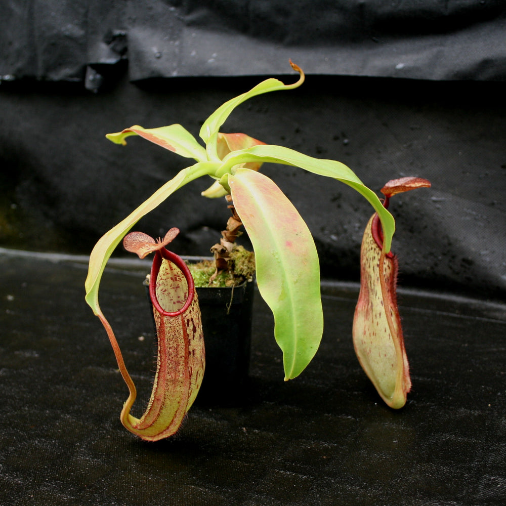 
                      
                        Nepenthes sumudera, BE-3172
                      
                    