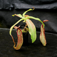 Nepenthes species #1, BE-3172