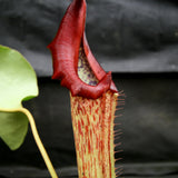 Nepenthes maxima (M) x truncata Red