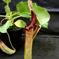 Nepenthes maxima (M) x truncata Red