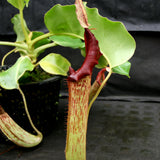 Nepenthes maxima (M) x truncata Red