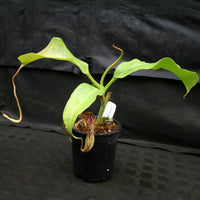Nepenthes maxima (M) x truncata Red