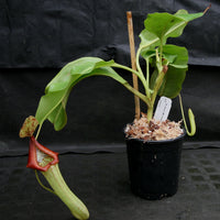 Nepenthes maxima (M) x truncata Red