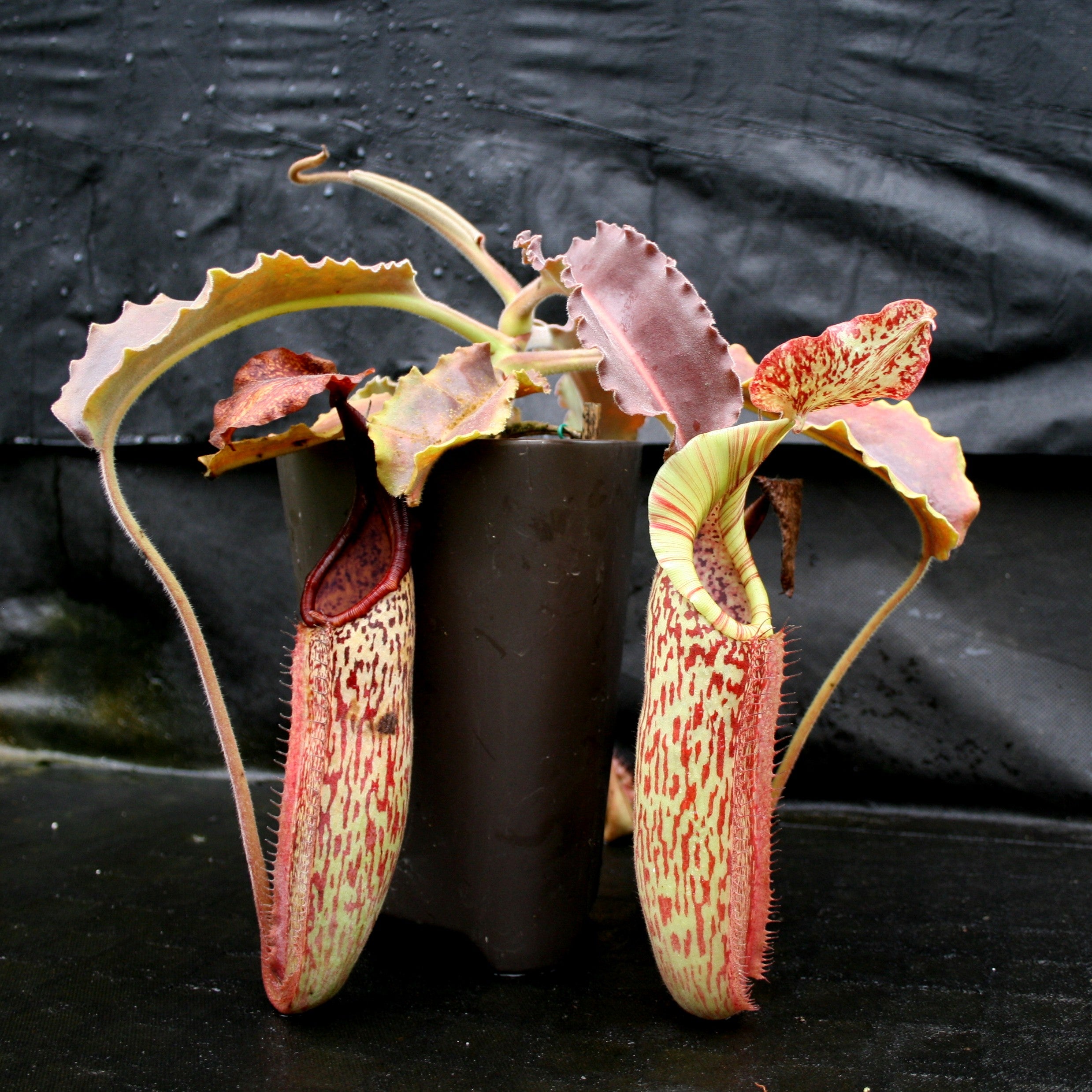 Nepenthes maxima BE-3543 – Carnivero