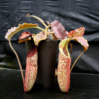 Nepenthes maxima BE-3543