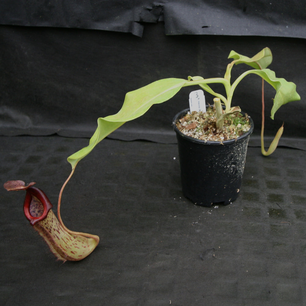 
                      
                        Nepenthes maxima (M) x truncata Red - Exact Plant 01/19/24
                      
                    