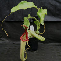 Nepenthes maxima (M) x truncata Red