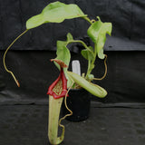 Nepenthes maxima (M) x truncata Red