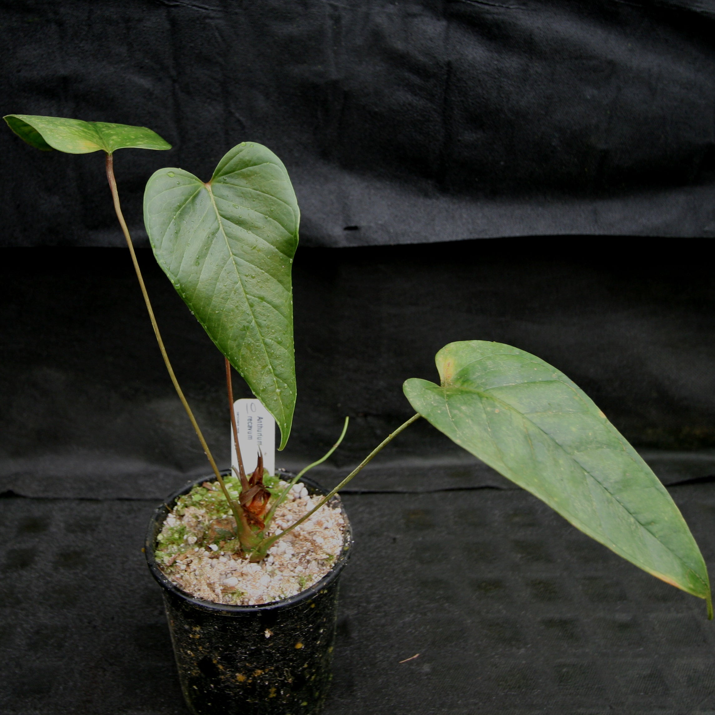 192 recavum レカバム　アンスリウム　Anthurium Anthurium recavum – Carnivero