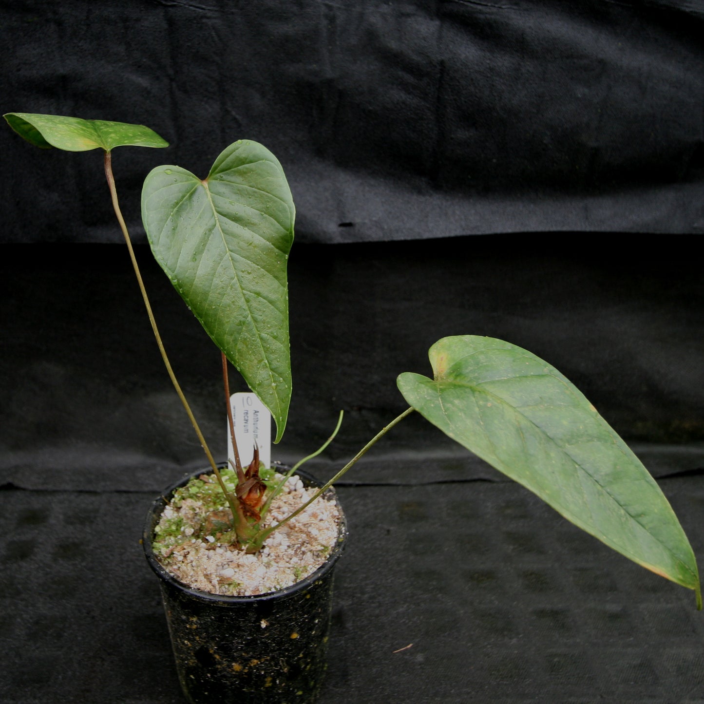 anthurium recavum Anthurium recavum – Carnivero
