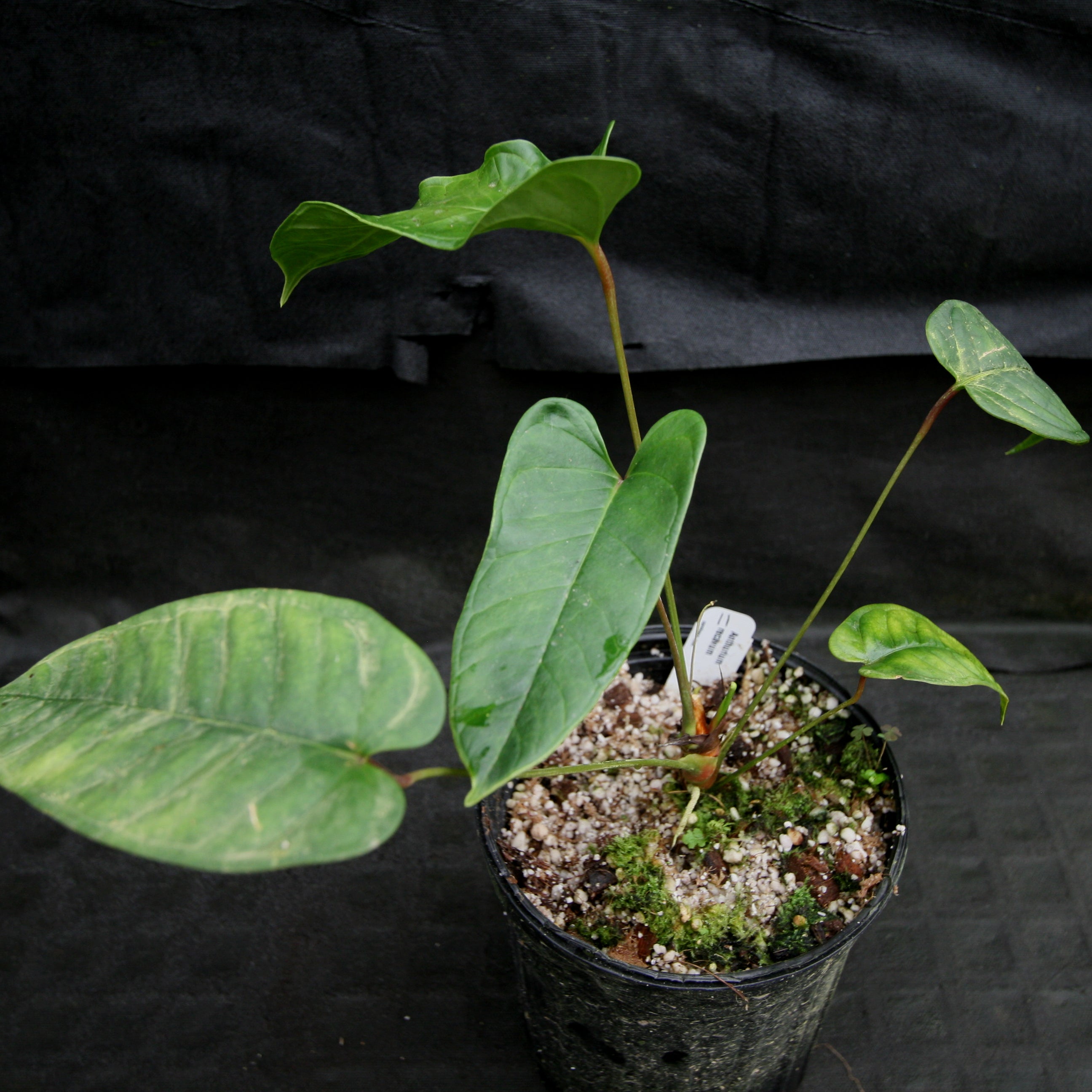 Anthurium recavum – Carnivero