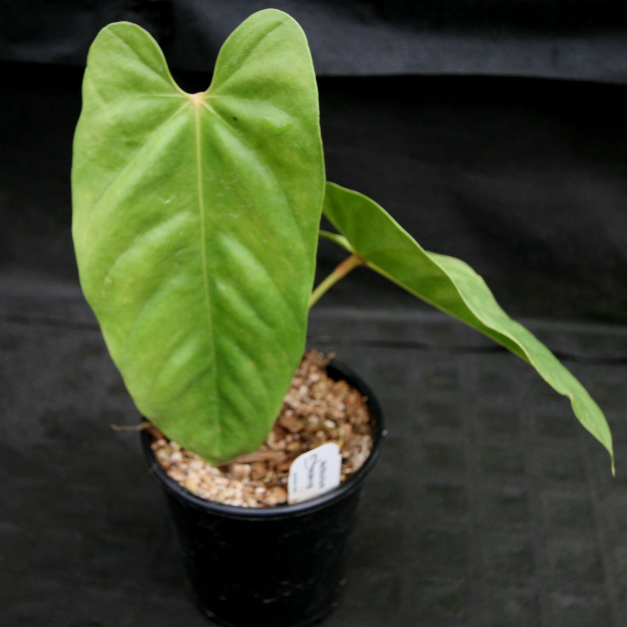 Anthurium recavum – Carnivero