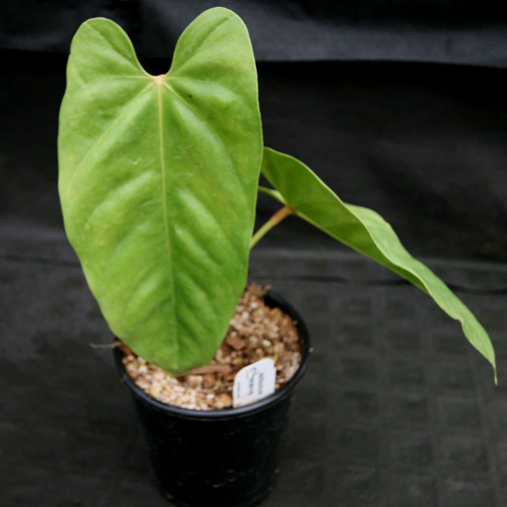 
                      
                        Anthurium recavum
                      
                    