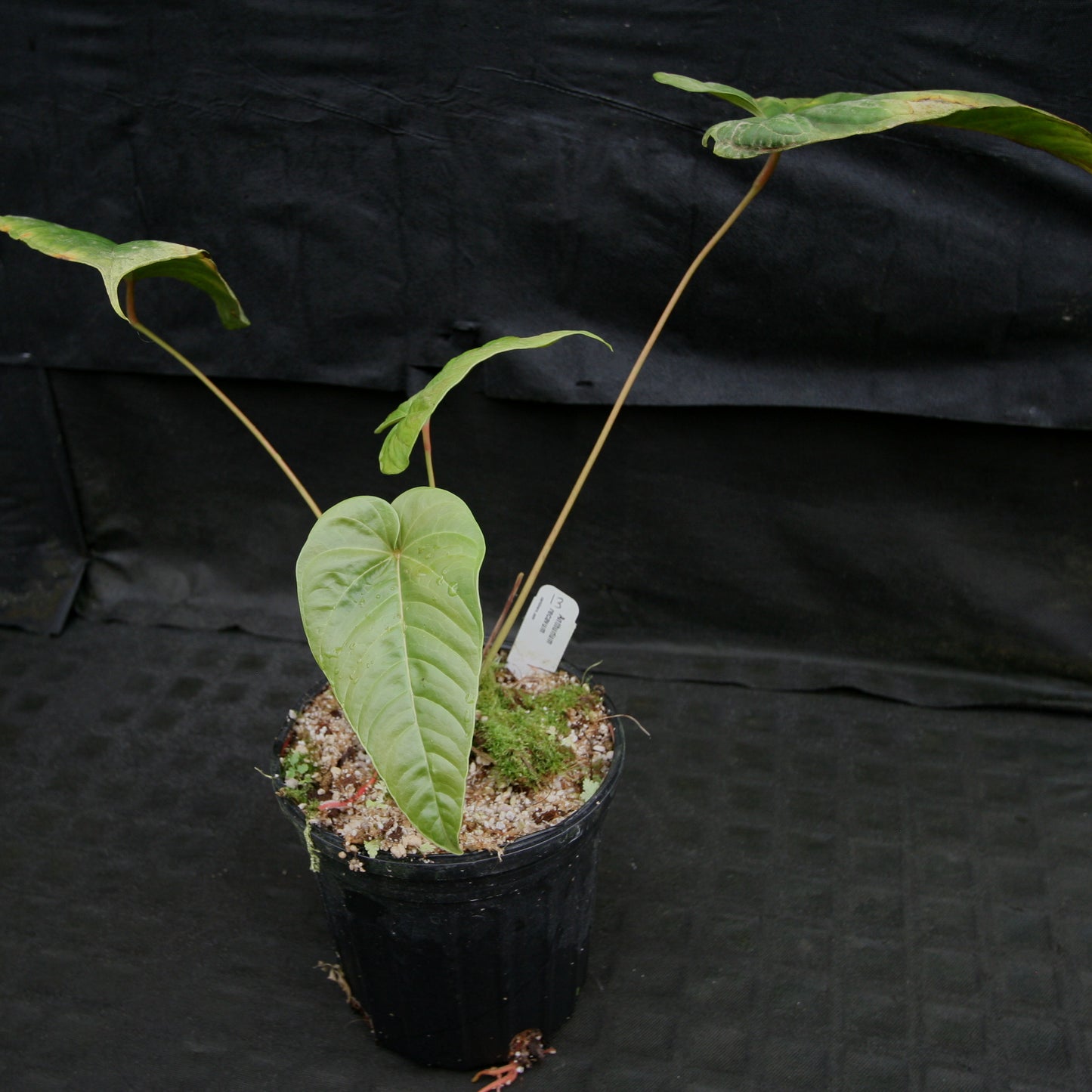 rempoter anthurium Anthurium recavum – Carnivero