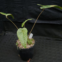 Anthurium recavum