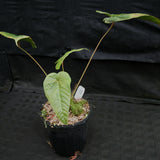 Anthurium recavum
