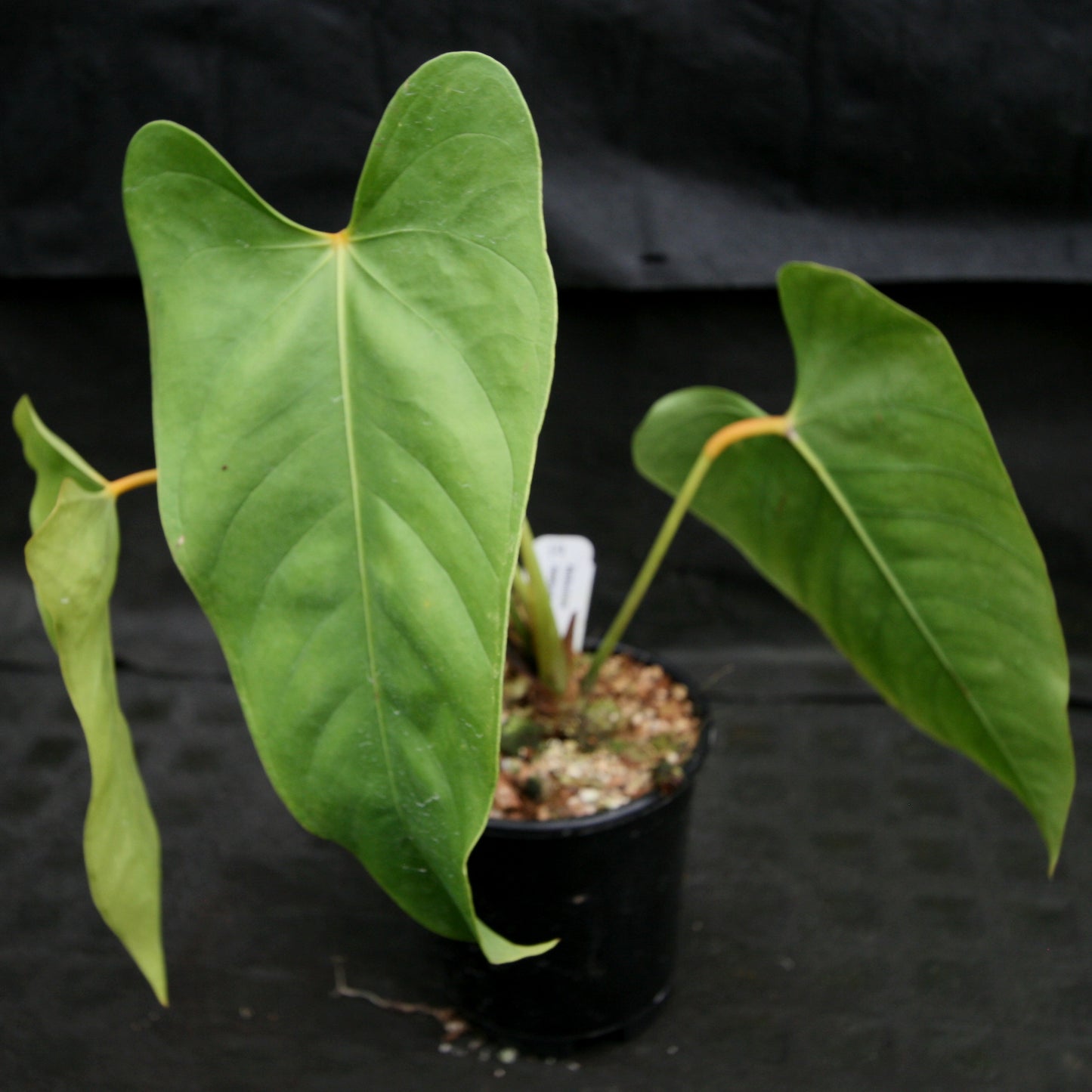 rempoter anthurium Anthurium recavum – Carnivero