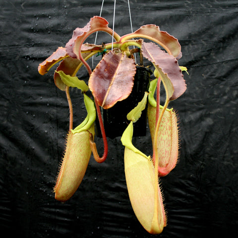 Nepenthes maxima BE-3543 with two large hanging pitchers featuring pale yellow bodies and red speckling under pink leaf rosettes