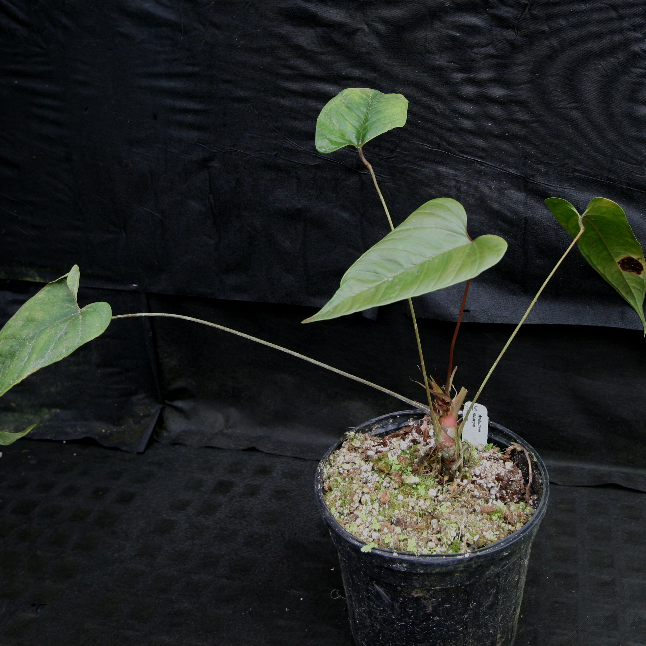 Anthurium recavum – Carnivero