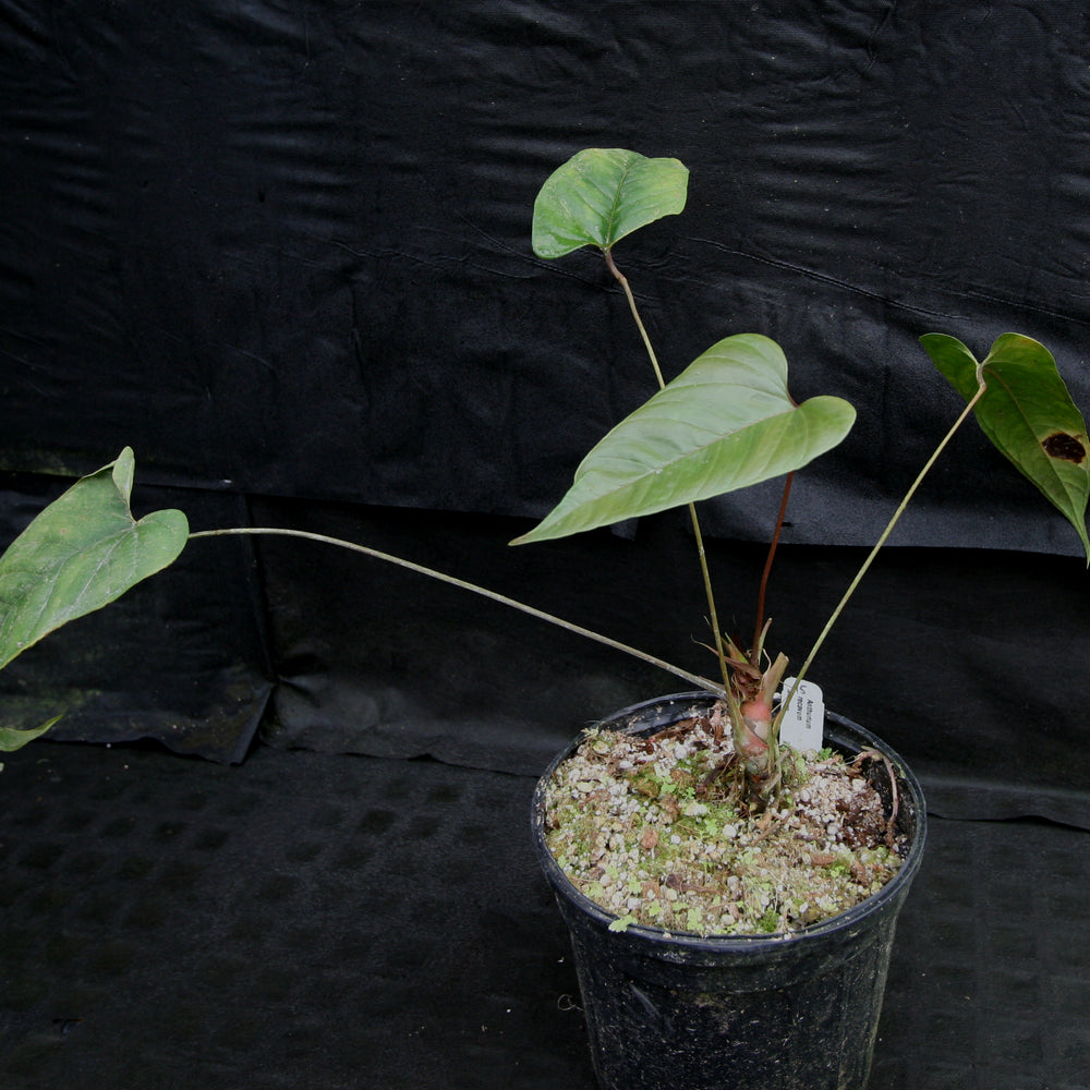 
                      
                        Anthurium recavum
                      
                    