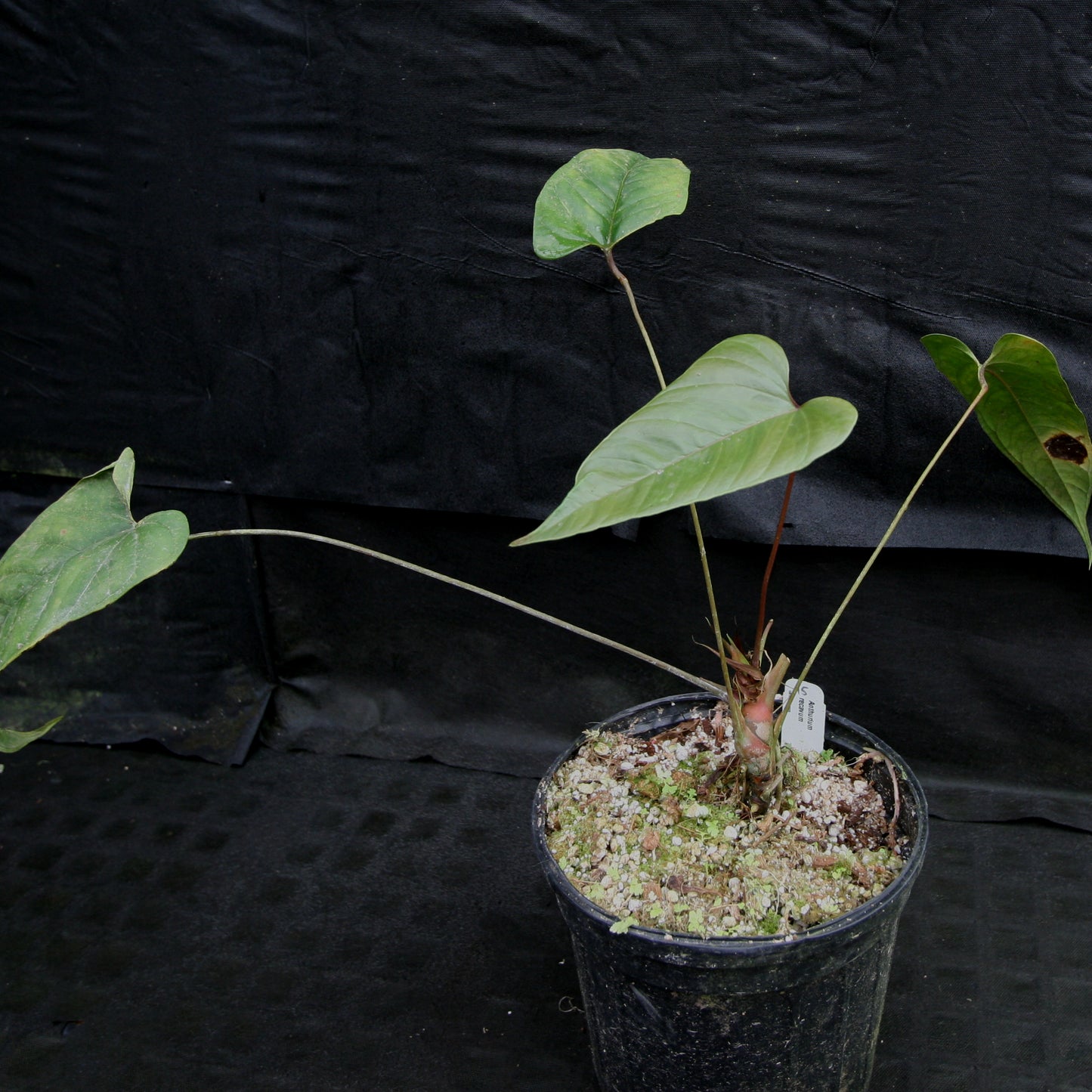 anthurium recavum care Anthurium recavum – Carnivero
