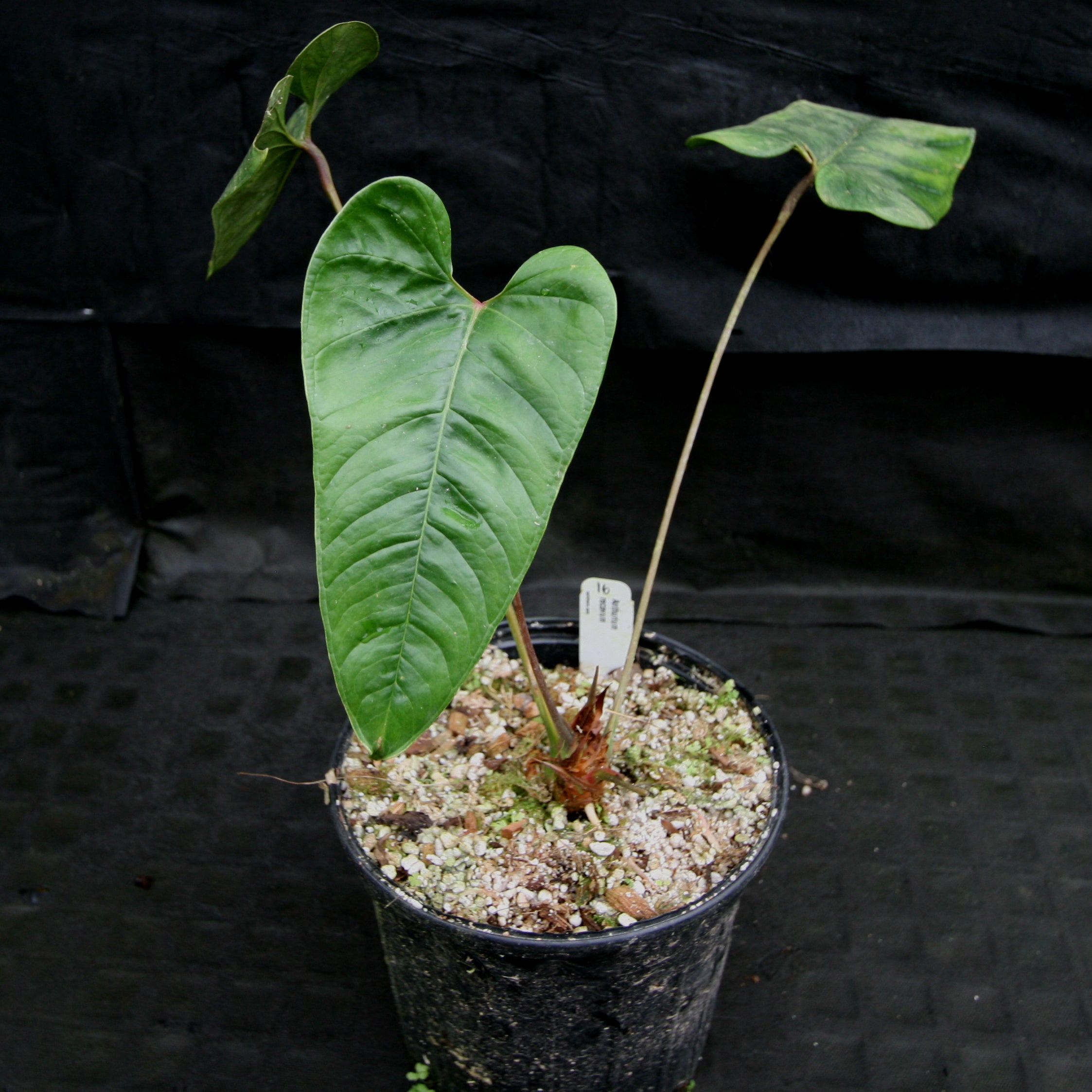192 recavum レカバム　アンスリウム　Anthurium ◎＿◎；）☆Anthurium recavum☆アンスリウム・レカバム 192