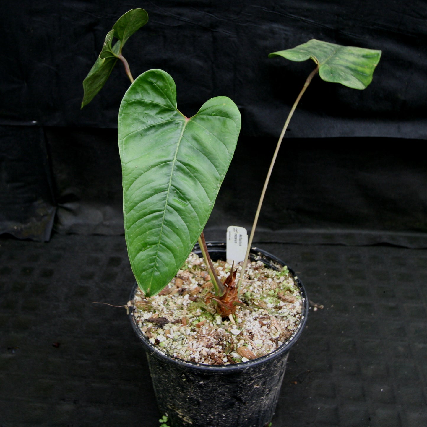anthurium recavum Anthurium recavum – Carnivero