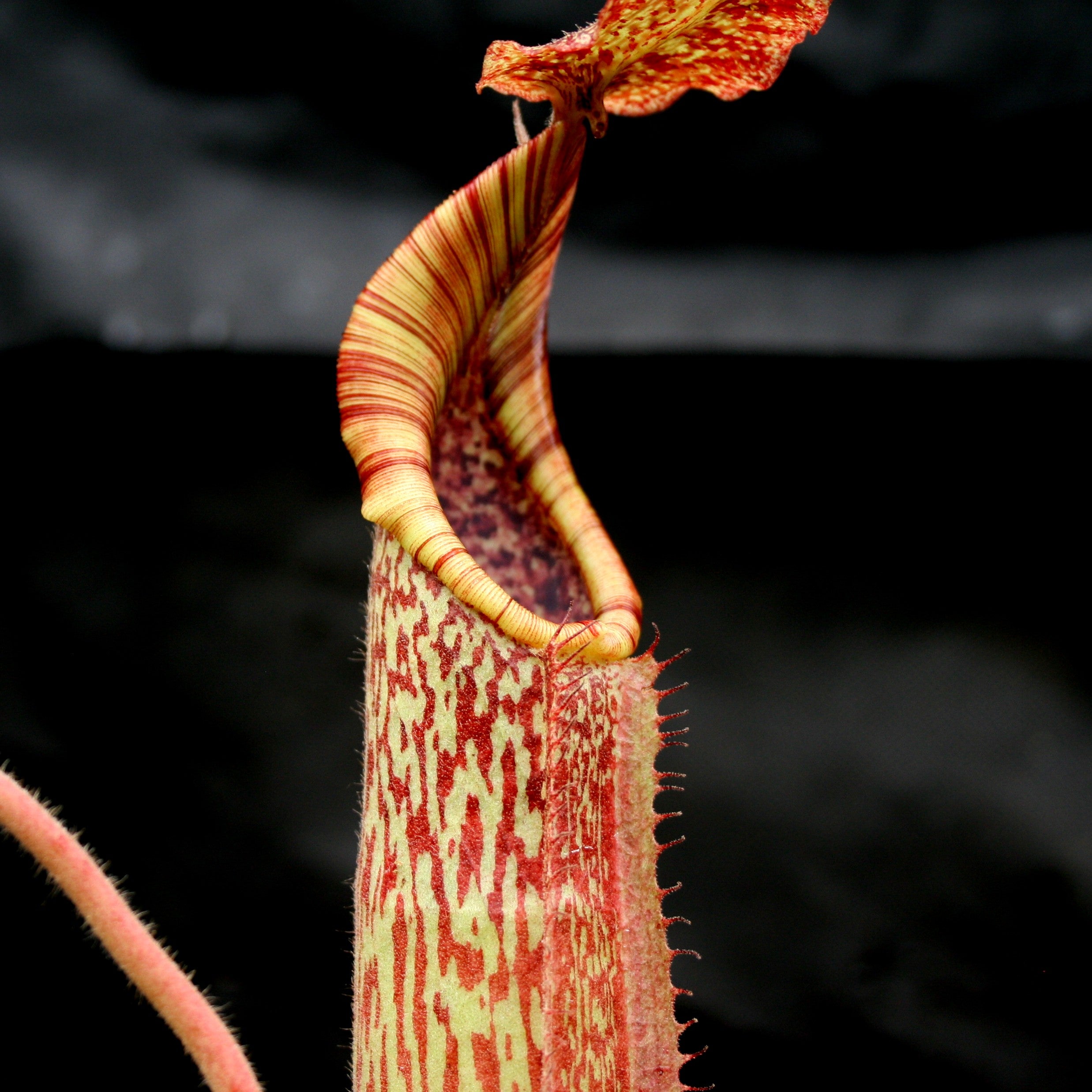 Nepenthes maxima BE-3543 – Carnivero