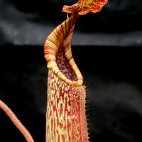 Nepenthes maxima BE-3543