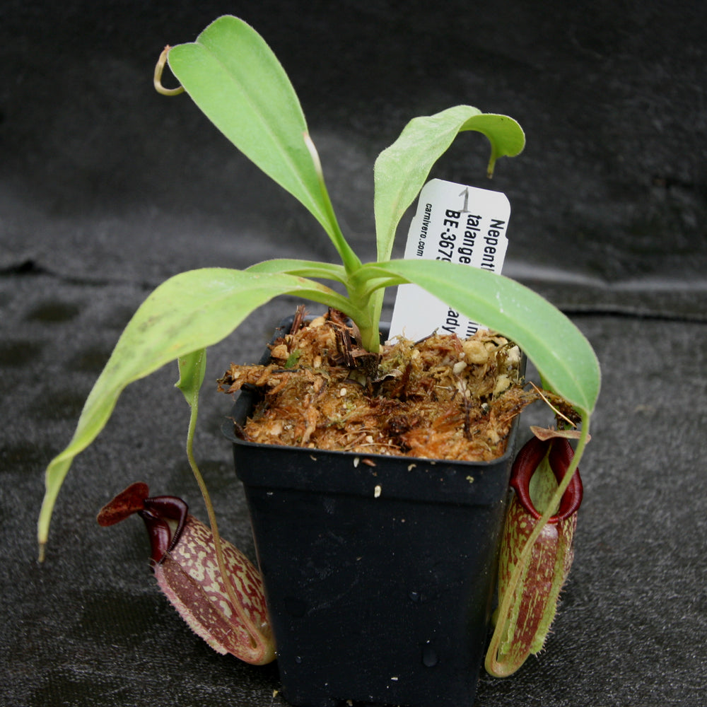 
                      
                        Nepenthes maxima x talangensis "Lady Pauline", BE-3679
                      
                    