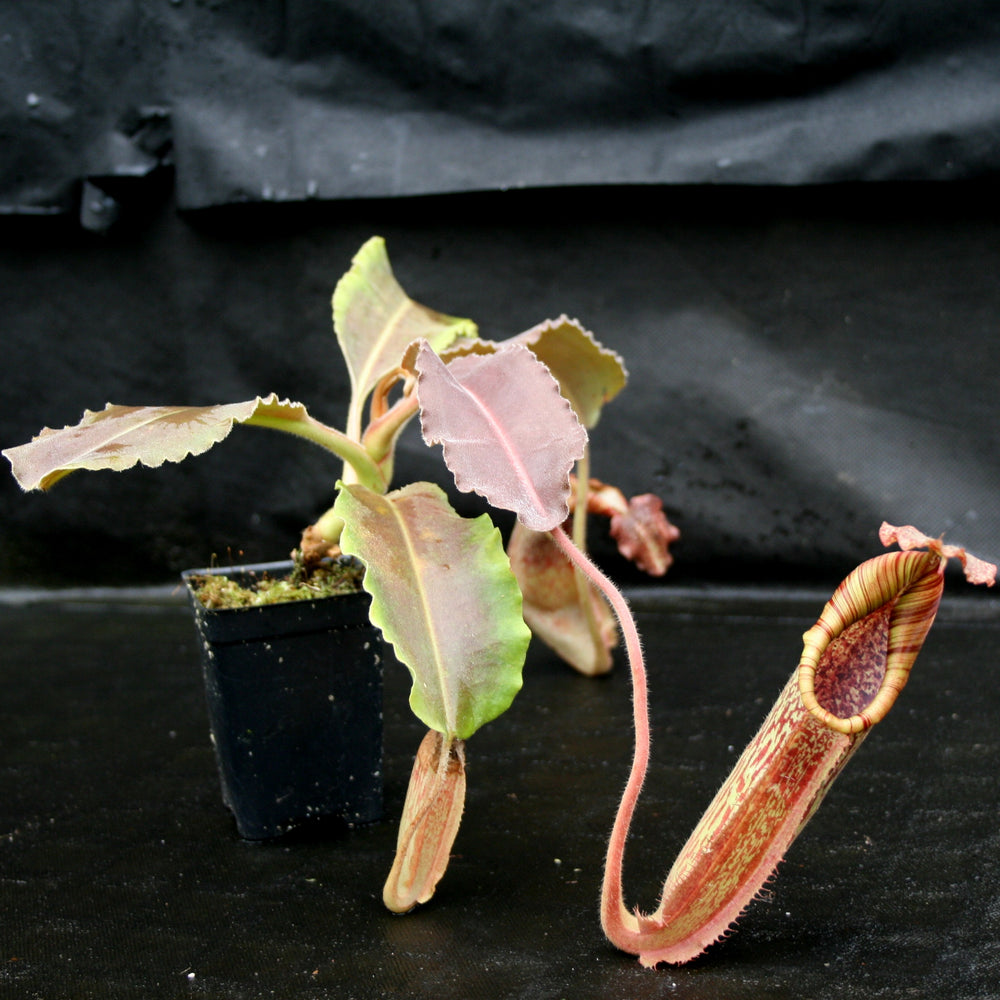 
                      
                        Nepenthes maxima BE-3543
                      
                    