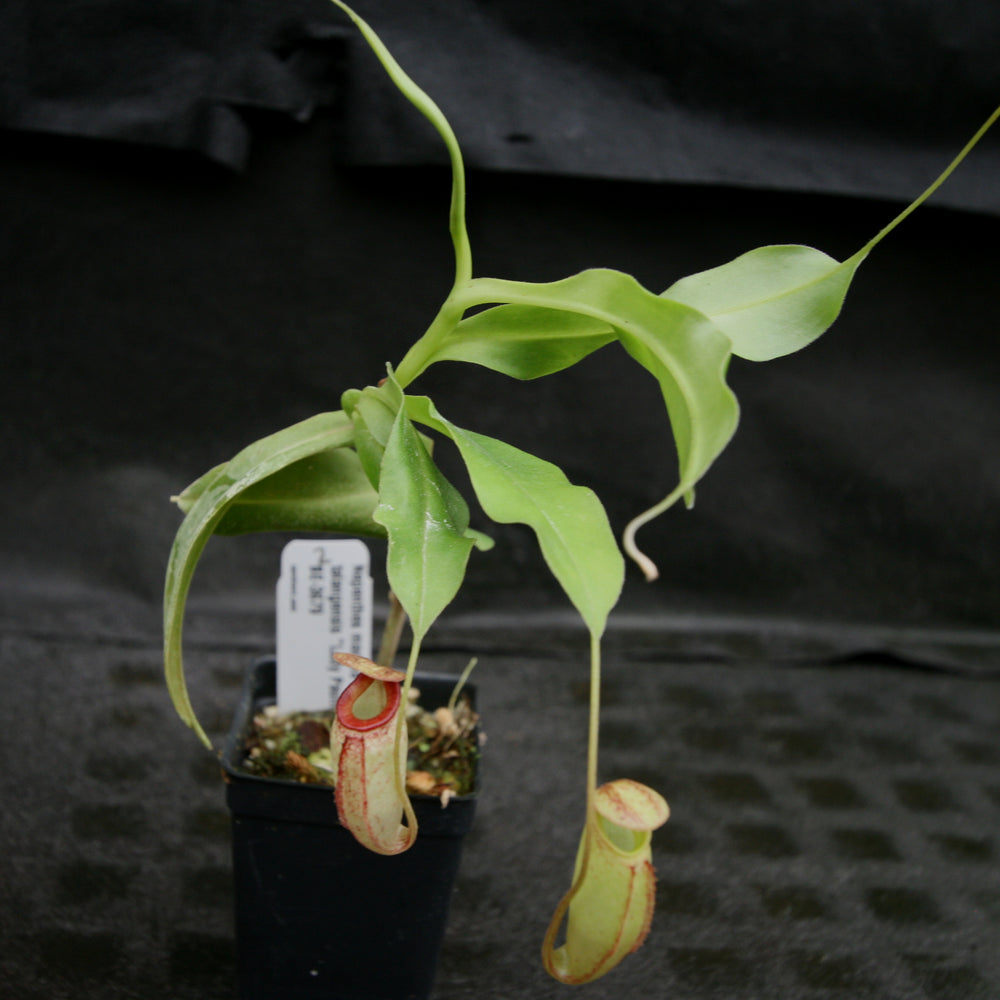 
                      
                        Nepenthes maxima x talangensis "Lady Pauline", BE-3679
                      
                    