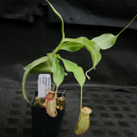 Nepenthes maxima x talangensis "Lady Pauline", BE-3679