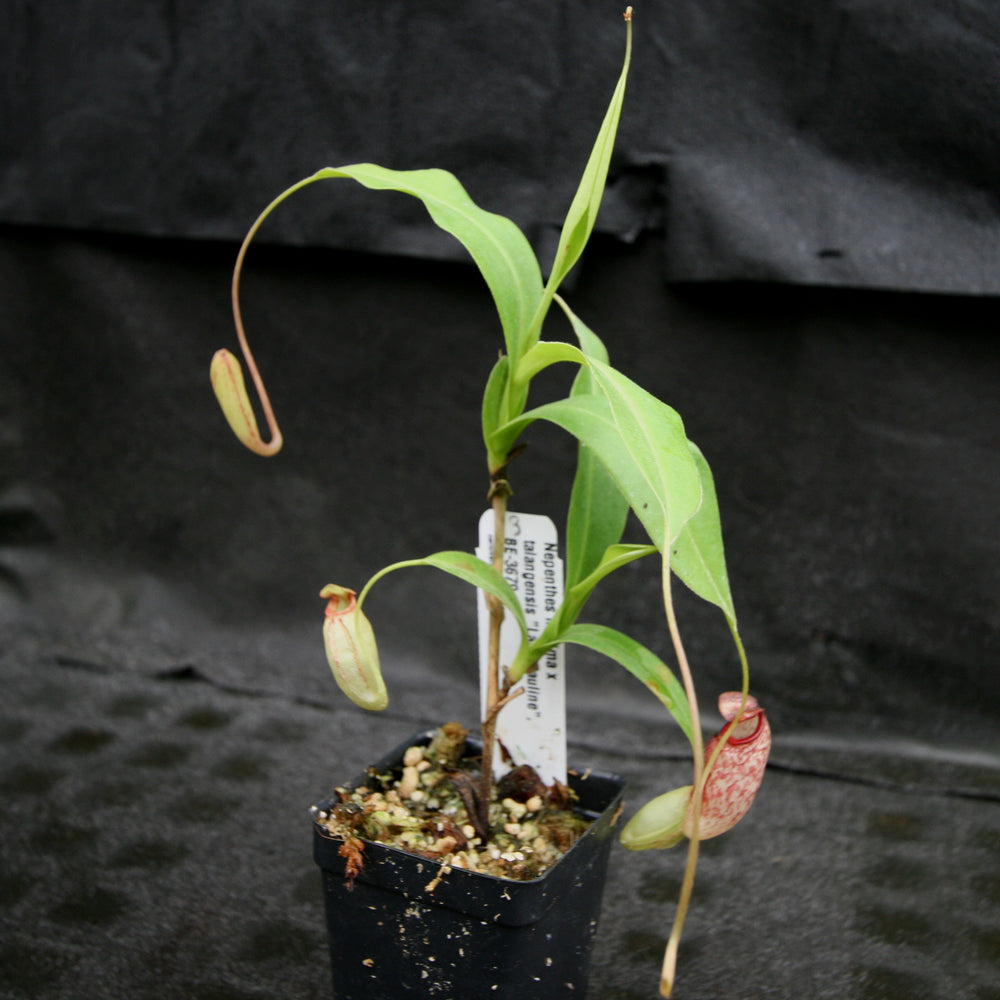
                      
                        Nepenthes maxima x talangensis "Lady Pauline", BE-3679
                      
                    