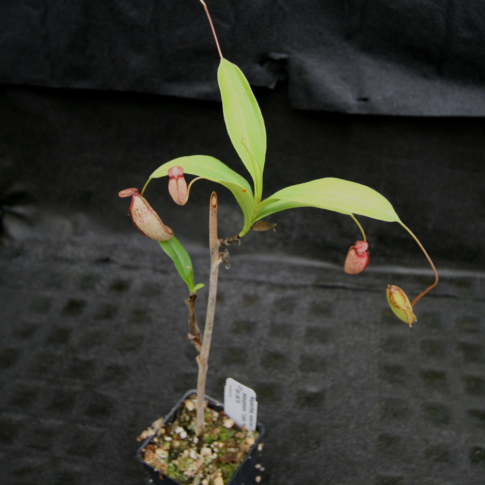 
                      
                        Nepenthes maxima x talangensis "Lady Pauline", BE-3679
                      
                    