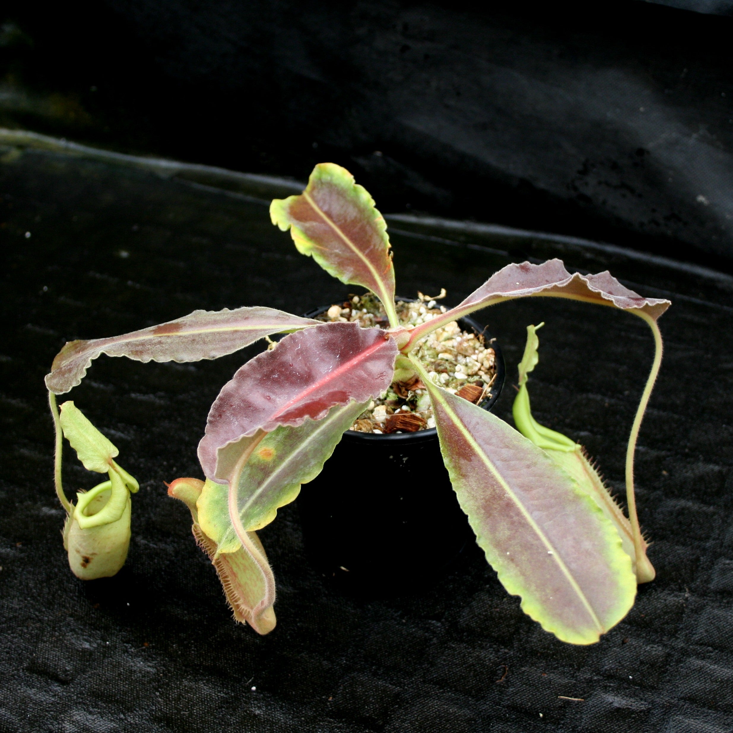Nepenthes maxima BE-3543 – Carnivero
