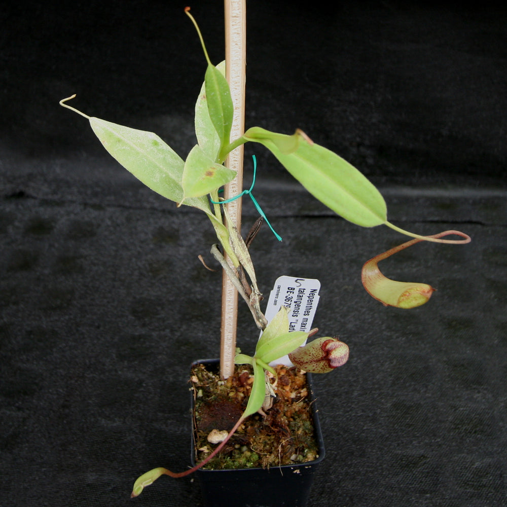 
                      
                        Nepenthes maxima x talangensis "Lady Pauline", BE-3679
                      
                    