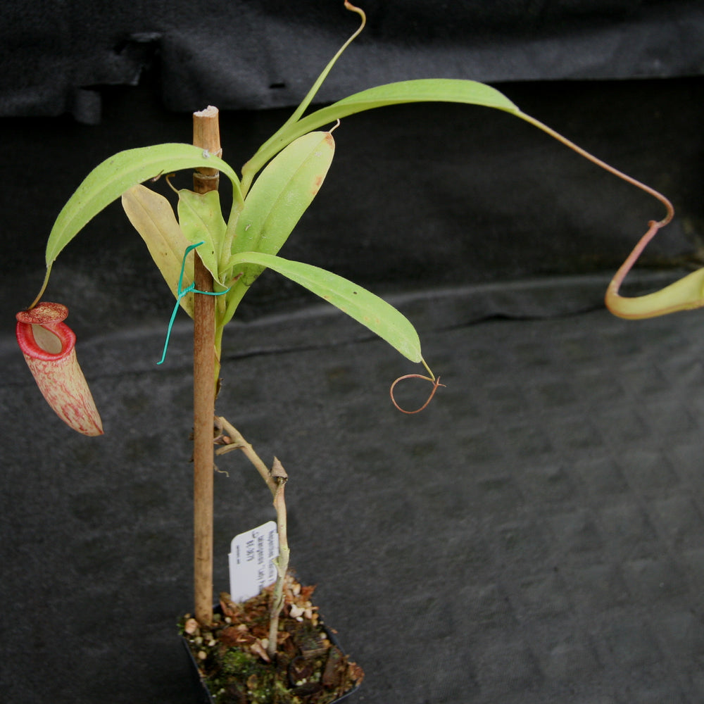 
                      
                        Nepenthes maxima x talangensis "Lady Pauline", BE-3679
                      
                    