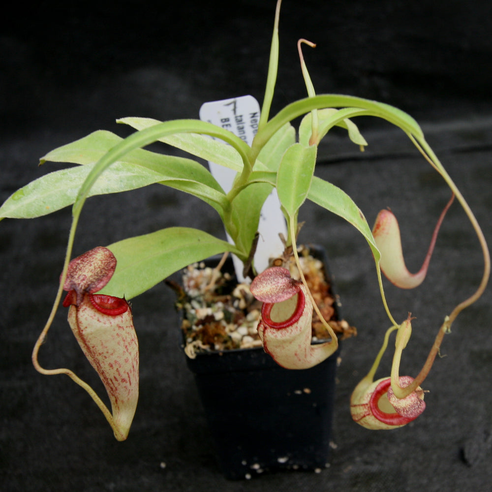 
                      
                        Nepenthes maxima x talangensis "Lady Pauline", BE-3679
                      
                    