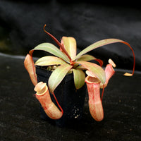 Nepenthes ventricosa x Eglantine, CAR-0068