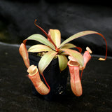 Nepenthes ventricosa x Eglantine, CAR-0068