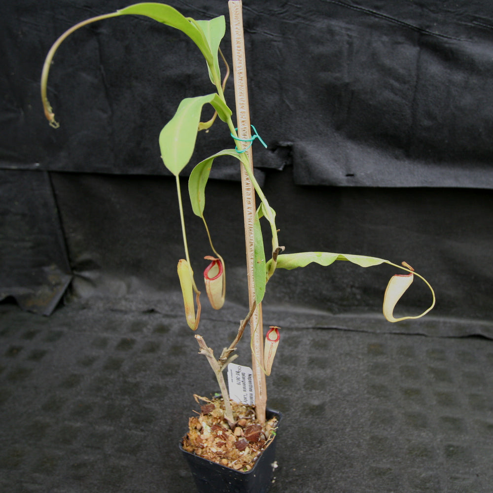 
                      
                        Nepenthes maxima x talangensis "Lady Pauline", BE-3679
                      
                    